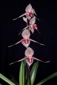 Paphiopedilum rothschildianum Mary K. Wallace HCC/AOS 79 pts. Inflorescence
